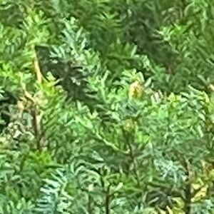 Meet your Posher, Nella